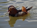 Mandarin Duck (4).JPG