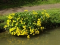 Marsh Marigolds (2).JPG