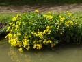 Marsh Marigolds (3).JPG