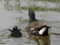 Moorhens (4).JPG
