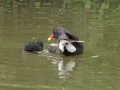 Moorhens (5).JPG
