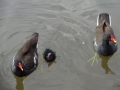 Moorhens (6).JPG