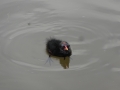 Moorhens (7).JPG