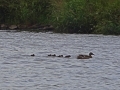 Mum and babies