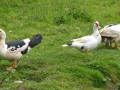 Muscovy Ducks.JPG
