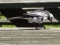 Pied Wagtail (5).JPG