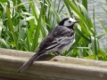 Pied Wagtail (6).JPG
