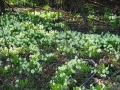 Primroses (1).JPG