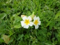Primroses.JPG