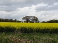 Rape field.JPG
