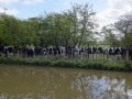 Row of cows (2).JPG