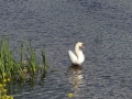Sawley Scenery (9).JPG