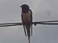 Swallow (3).JPG