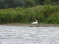 Swan (1)