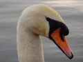 Swan (1).JPG