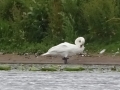 Swan (2)