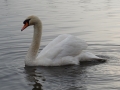 Swan (3).JPG