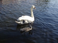 Swans at Beeston (1).JPG