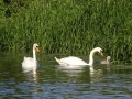 Swans at Beeston (2).JPG