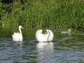 Swans at Beeston (3).JPG