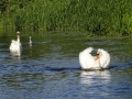 Swans at Beeston (4).JPG