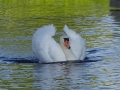 Swans at Beeston (5).JPG
