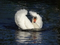 Swans at Beeston (6).JPG