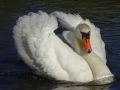 Swans at Beeston (7).JPG