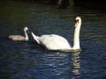 Swans at Beeston (8).JPG