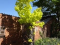 Tree of Life Sculpture (1).JPG