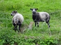 Welsh Mountain Badger Face Sheep (2).JPG