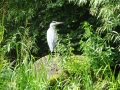 Another heron!