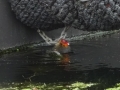 Baby coot