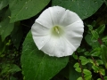 Bindweed