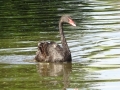 Black Swan (1)