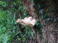 Bracket Fungus (1)