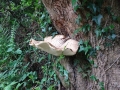 Bracket Fungus (2)