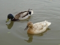 Braunston (12)