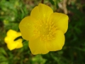 Buttercup