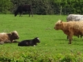 Cows