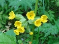 Cowslips