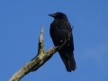 Crow