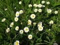 Daisies
