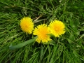 Dandelions (1)