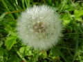 Dandelions (2)