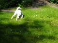 Dog garden ornament