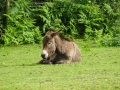 Donkey (1)
