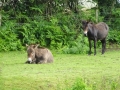 Donkey (2)