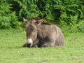 Donkey (3)
