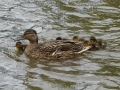 Duck family (2)